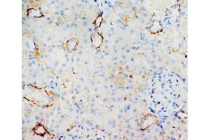 Immunohistochemical analysis of paraffin embedded rat kidney sections, staining MIF in cytoplasm, DAB chromogenic reaction (MIF 抗体  (C-Term))