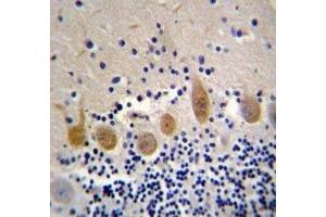 MST1 antibody immunohistochemistry analysis in formalin fixed and paraffin embedded human cerebellum tissue. (MST1 抗体  (AA 454-483))