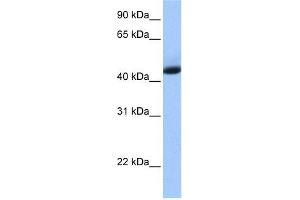 Western Blotting (WB) image for anti-KH Domain Containing, RNA Binding, Signal Transduction Associated 1 (KHDRBS1) (N-Term) antibody (ABIN634247)