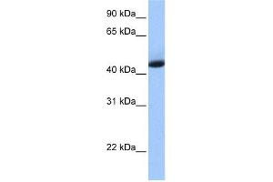 KHDRBS1 antibody used at 1 ug/ml to detect target protein. (KHDRBS1 抗体  (N-Term))