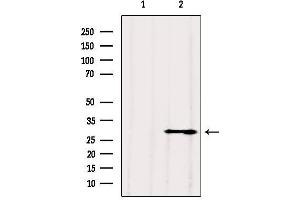 Western blot analysis of extracts from 3t3, using VDAC3 Antibody. (VDAC3 抗体  (N-Term))