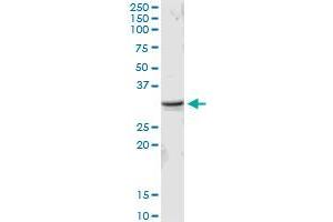 MED6 MaxPab rabbit polyclonal antibody. (MED6 抗体  (AA 1-246))