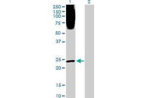 Western Blot analysis of PLA2G1B expression in transfected 293T cell line by PLA2G1B MaxPab polyclonal antibody. (PLA2G1B 抗体  (AA 1-148))