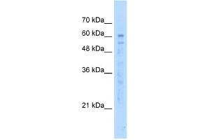 WB Suggested Anti-KIAA0494 Antibody Titration:  5. (KIAA0494 抗体  (N-Term))