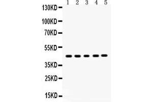 Anti- SIRT7 Picoband antibody, Western blottingAll lanes: Anti SIRT7  at 0. (SIRT7 抗体  (AA 8-350))