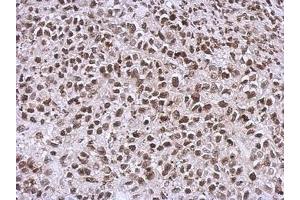 Image no. 1 for anti-NCK Adaptor Protein 1 (NCK1) (AA 53-333) antibody (ABIN1499652) (NCK1 抗体  (AA 53-333))