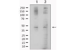 Western blot analysis of extracts from various samples, using BHMT Antibody. (BHMT 抗体  (C-Term))