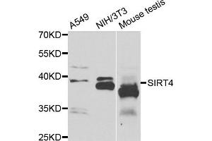 Western blot analysis of extracts of various cell lines, using SIRT4 antibody. (SIRT4 抗体)