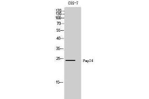 Western Blotting (WB) image for anti-Peroxisomal Membrane Protein 4 (PXMP4) (N-Term) antibody (ABIN3186511) (PXMP4 抗体  (N-Term))