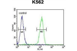 Flow cytometric analysis of K562 cells using LARS2 Antibody (Center) Cat. (LARS2 抗体  (Middle Region))