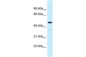 WB Suggested Anti-UQCRC1 Antibody Titration: 1. (UQCRC1 抗体  (N-Term))