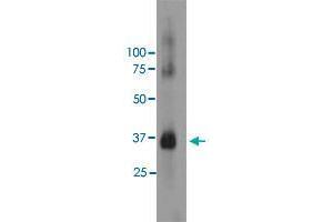 Western blot analysis of bovine retinal extracts using RHO monoclonal antibody, clone A531  at 1:5000 dilution. (Rho-related GTP-binding protein 抗体)