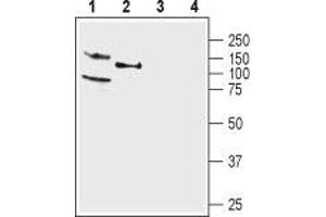 Western blot analysis of rat (lanes 1 and 3) and mouse (lanes 2 and 4) brain membranes: - 1,2. (KCNQ4 抗体  (C-Term, Intracellular))
