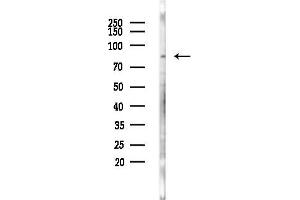 anti-Nectin cell adhesion molecule 3 (NECTIN3) (Internal Region) antibody