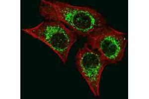 Immunofluorescence (IF) image for anti-Apoptosis-Inducing Factor, Mitochondrion-Associated, 1 (AIFM1) antibody (ABIN3003960)