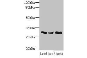 Western blot All lanes: NDUFS3 antibody at 1. (NDUFS3 抗体  (AA 37-264))