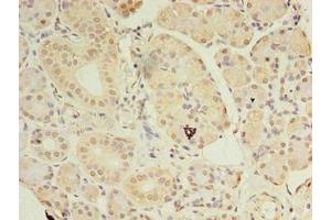 Immunohistochemistry of paraffin-embedded human pancreatic tissue using ABIN7144199 at dilution of 1:100
