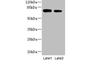 Western blot All lanes: NBPF3 antibody at 1. (NBPF3 抗体  (AA 1-252))