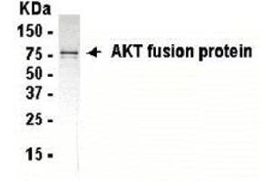 Western Blotting (WB) image for anti-V-Akt Murine Thymoma Viral Oncogene Homolog 1 (AKT1) (AA 2-200) antibody (ABIN2467767) (AKT1 抗体  (AA 2-200))