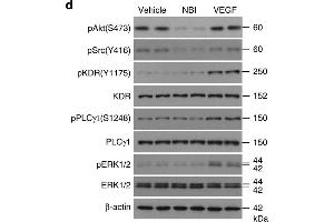 Western Blotting (WB) image for anti-Mitogen-Activated Protein Kinase 1 (MAPK1) (AA 200-300) antibody (ABIN3020728)