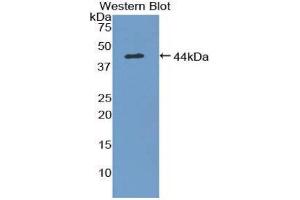 Western Blotting (WB) image for anti-Mucosae Associated Epithelia Chemokine (AA 29-131) antibody (ABIN1859800) (Mucosae Associated Epithelia Chemokine (AA 29-131) 抗体)