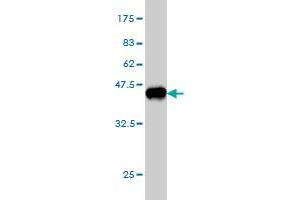 Western Blot detection against Immunogen (37. (RAPGEF4 抗体  (AA 1-110))