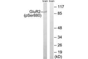 Western blot analysis of extracts from mouse brain, using GluR2 (Phospho-Ser880) Antibody. (GRIA2 抗体  (pSer880))