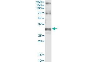 Immunoprecipitation of HUS1 transfected lysate using anti-HUS1 MaxPab rabbit polyclonal antibody and Protein A Magnetic Bead , and immunoblotted with HUS1 purified MaxPab mouse polyclonal antibody (B01P) . (HUS1 抗体  (AA 1-280))