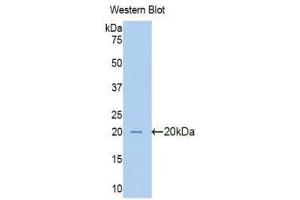 Western Blotting (WB) image for anti-Pim-1 Oncogene (PIM1) (AA 122-261) antibody (ABIN1078443) (PIM1 抗体  (AA 122-261))
