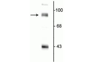 Western blot of rat hippocampal lysate showing specific immunolabeling of the ~95 kDa PSD-95 protein. (DLG4 抗体  (N-Term))