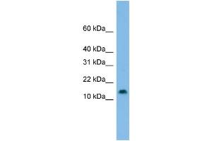 WB Suggested Anti-HES5 Antibody Titration: 0. (HES5 抗体  (Middle Region))