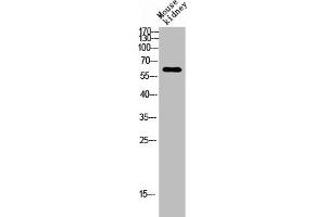 Western blot analysis of Mouse-kidney lysis using ARMCX2 antibody. (ARMCX2 抗体  (Internal Region))