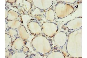 Immunohistochemistry of paraffin-embedded human thyroid tissue using ABIN7165103 at dilution of 1:100