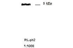 Immunoblotting of RL ph2 recognizing M13 phage coat protein g8p (Coat Protein g8p 抗体)