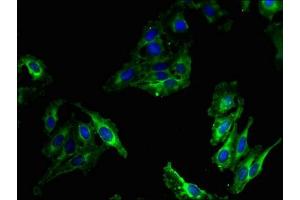 Immunofluorescent analysis of Hela cells using ABIN7160488 at dilution of 1:100 and Alexa Fluor 488-congugated AffiniPure Goat Anti-Rabbit IgG(H+L) (Myeloperoxidase 抗体  (AA 165-278))