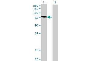 Lane 1: FEM1A transfected lysate ( 73. (FEM1A 293T Cell Transient Overexpression Lysate(Denatured))