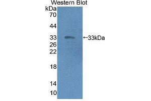 Western blot analysis of the recombinant protein. (Emilin1 抗体  (AA 803-1016))