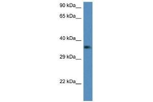 Western Blot showing C1qtnf2 antibody used at a concentration of 1. (C1QTNF2 抗体  (Middle Region))