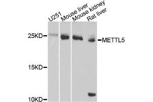Western blot analysis of extracts of various cell lines, using METTL5 antibody (ABIN5996647) at 1/1000 dilution. (METTL5 抗体)