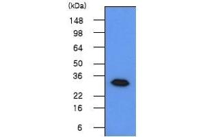 Western blot analysis The 293T cell lysates(50 µg) were resolved by SDS-PAGE, transferred to PVDF membrane and probed with anti-human Geminin (1:500). (Geminin 抗体  (N-Term))