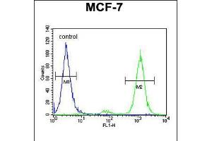 Flow cytometric analysis of MCF-7 cells (right histogram) compared to a negative control cell (left histogram). (CNPY2/MSAP 抗体  (C-Term))