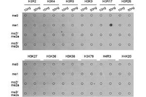 Dot-blot analysis of various methylation peptides using Monomethyl-Histone H3-R17 antibody (ABIN5969825). (Histone 3 抗体  (H3R17me))