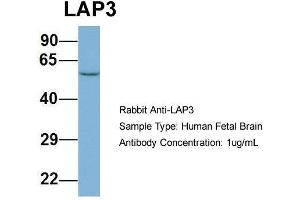 Host: Rabbit  Target Name: LAP3  Sample Tissue: Human Fetal Brain  Antibody Dilution: 1. (LAP3 抗体  (N-Term))