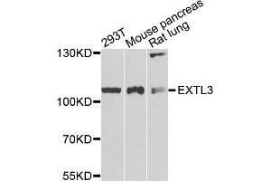 Western blot analysis of extracts of various cells, using EXTL3 antibody. (EXTL3 抗体)