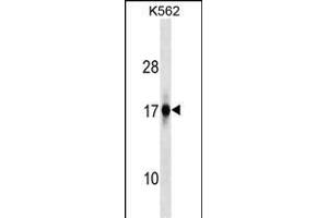 ZFAND2A Antibody (Center) (ABIN1538575 and ABIN2849539) western blot analysis in K562 cell line lysates (35 μg/lane). (ZFAND2A 抗体  (AA 70-99))