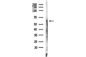 anti-beta-Carotene Oxygenase 2 (BCO2) (Internal Region) antibody