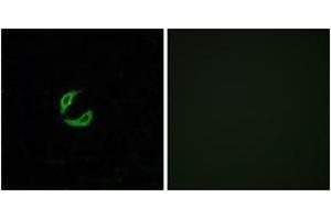 Immunofluorescence (IF) image for anti-Olfactory Receptor 2K2 (OR2K2) (AA 241-290) antibody (ABIN2890986) (OR2K2 抗体  (AA 241-290))