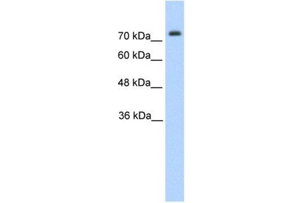 Pannexin 2 抗体  (N-Term)