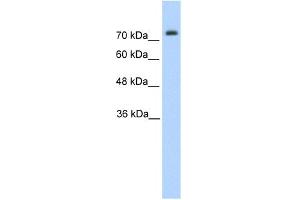 WB Suggested Anti-PANX2 Antibody Titration:  1. (Pannexin 2 抗体  (N-Term))