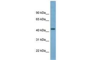 Image no. 1 for anti-Tripartite Motif Containing 31 (TRIM31) (C-Term) antibody (ABIN6741948)